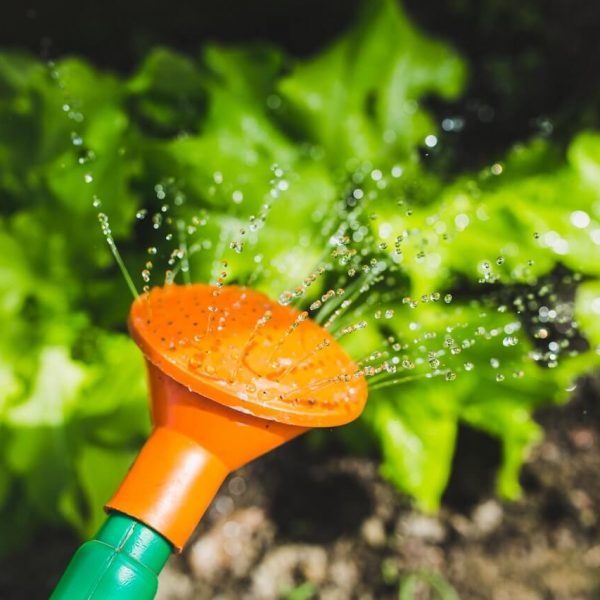 watering-plants-with-a-watering-can-1.jpg